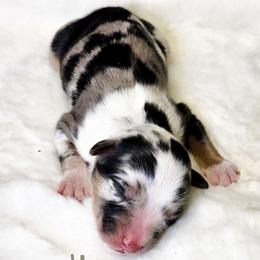 Wilbur - Blue merle male Miniature Australian Shepherd puppy in Mc Alester, Oklahoma from Angel's Aussies