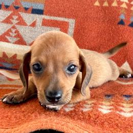 Twix - Chocolate male Dachshund puppy in Okeechobee, Florida from HotShot Kennels