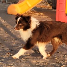 T-Rex - Toy Australian Shepherd