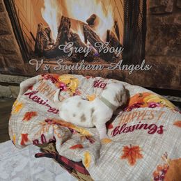 GREY BOY - Lemon and white male Basset Hound puppy in Snow Camp, North Carolina from V's Southern Angels