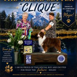 Click - Miniature American Shepherd