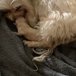 Maltese Puppies from Hummingbird Fields