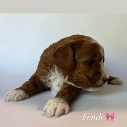 Poodle Puppies from The Sweet Life of a Toy Poodle