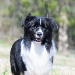 Riot - Border Collie