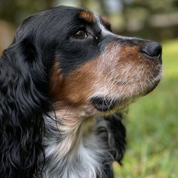 Boykin Spaniels and English Springer Spaniels from Eagle Trail Kennels