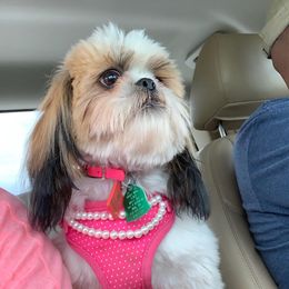 Aspen  - Shih Tzu
