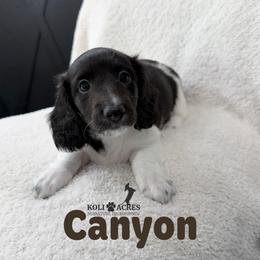 Canyon - Black and tan male Dachshund puppy in Kemp, Texas from Koli Acres