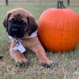 Mastiff Puppies from Red River Mastiff