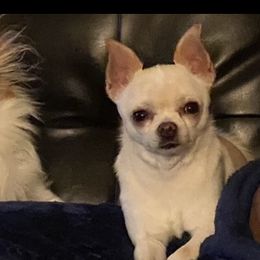 Chihuahuas from Sun Rize chihuahuas