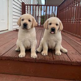 Labrador Retriever Puppies from Asher Acres Labs