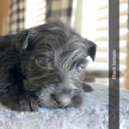 Scottish Terrier Puppies from Oodles of Cuties!