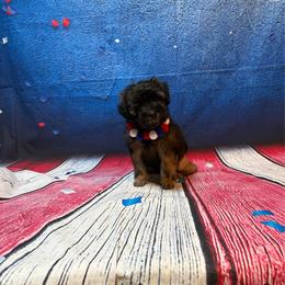 Light Brite - Gold sable female Lowchen puppy in Grand Rapids, Michigan from Lionkru Lowchen and Standard Poodles