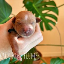 Flumps - Dark golden male Golden Retriever puppy in Salt Lake City, Utah from Pitchpine Retrievers