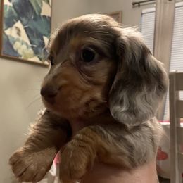 Dachshunds from Dukers Dachshunds