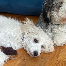 Bernedoodles and Poodles from Mad Brook Poodles and Doodles