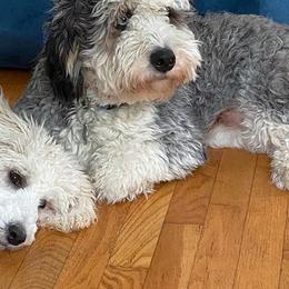 Bernedoodles and Poodles from Mad Brook Poodles and Doodles