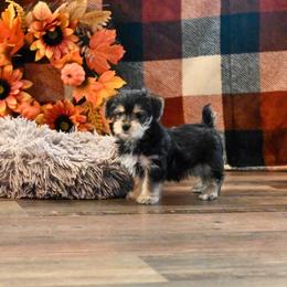 Linda - Black & tan tri-color female Morkie puppy in Guthrie, Kentucky from Happy Tail Puppies
