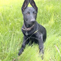 German Shepherd Puppies from Von Lambor German Shepherds