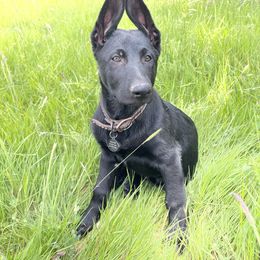 German Shepherd Puppies from Von Lambor German Shepherds