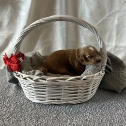 Red Collar Female - Red  female Goldendoodle puppy in Bradenton, Florida from Suncoast Goldendoodles