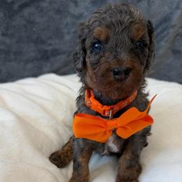 Cooper - Merle male Goldendoodle puppy in Spokane, Washington from Goldendoodles on the Prairie
