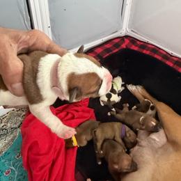 Isis - White and red female Staffordshire Bull Terrier puppy in Port Saint Lucie, Florida from Southern Staffies