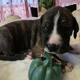Heath - Brindle male Great Dane puppy in Albany, Oregon from Red Cloud Australian Shepherds and DeGray Great Danes & Bulldogs