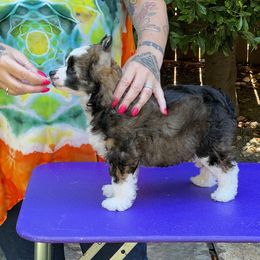 Lucy - Cream Chinese Crested puppy in Benicia, California from Fairwinds