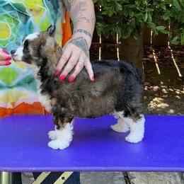 Lucy - Cream Chinese Crested puppy in Benicia, California from Fairwinds