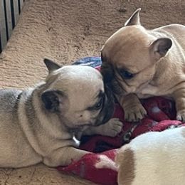 French Bulldogs from Sweet Shop French Bulldogs