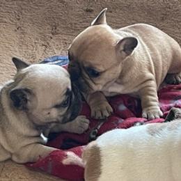 French Bulldogs from Sweet Shop French Bulldogs