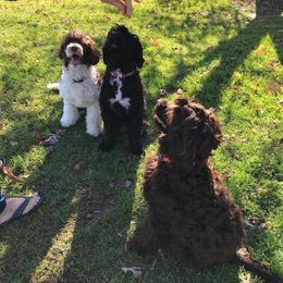 Portuguese Water Dog All Grown Up from Siesta PWD’s