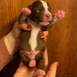 Cider - Red & white male Miniature Australian Shepherd puppy in Marysville, Washington from Garay Mini Aussies