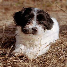 Evie - Black and white Havanese puppy in Piedmont, South Carolina from Moe's Goldens and HavAntics