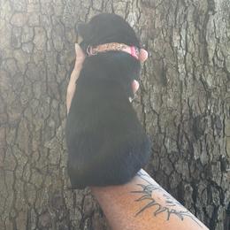 Light pink paw print - Black and mahogany female Rottweiler puppy in Industry, Illinois from KDKs Kennels