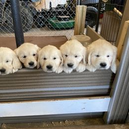 Golden Retriever Puppies from Autumn Lane Goldens