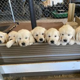 Golden Retriever Puppies from Autumn Lane Goldens