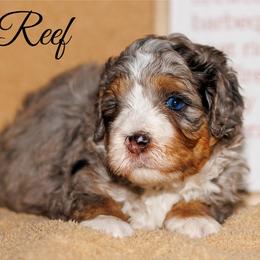 Reef - Merle male Bernedoodle puppy in Gilbert, Arizona from Safe Havynn Doodles