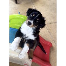 Lance - Black tri-color male Australian Shepherd puppy in Cypress, Texas from Cypress Aussies