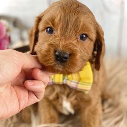 Cavapoos and Goldendoodles from Blackberry Farm Puppies