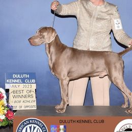 Weimaraners from Ball Bluff Kennel