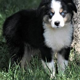 Miniature American Shepherd, Miniature Australian Shepherd, and Toy Australian Shepherd Puppies from Shade Tree Aussies
