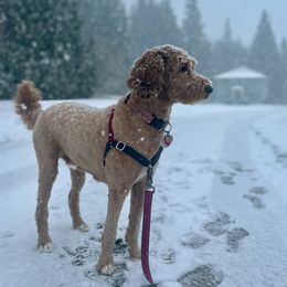 Lili - Australian Labradoodle