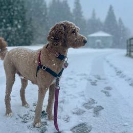 Lili - Australian Labradoodle