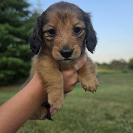 Dachshund Puppies from Emily King