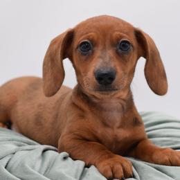 Tucker AKC - Dapple male Dachshund puppy in Coweta, Oklahoma from Sunnyside Dachshunds