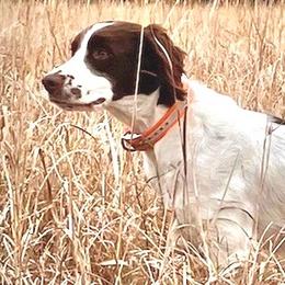 Brittanys from Highpoint Kennels