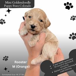 Rooster - Apricot male Goldendoodle puppy in Fort Lupton, Colorado from Puppy Paws Colorado