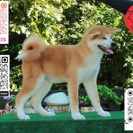 Boy 2 - Red male Japanese Akitainu puppy in Maryland from Capital Akita
