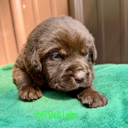 Tramp - Chocolate male Labrador Retriever puppy in Sullivan, Missouri from O’Dell Labs